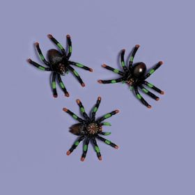 Assorted Spiders